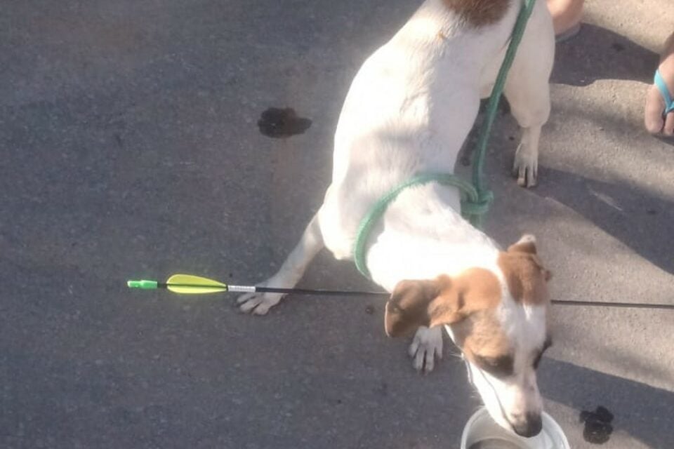 Animal foi socorrido por populares e encaminhado ao veterinário; ele passa bem