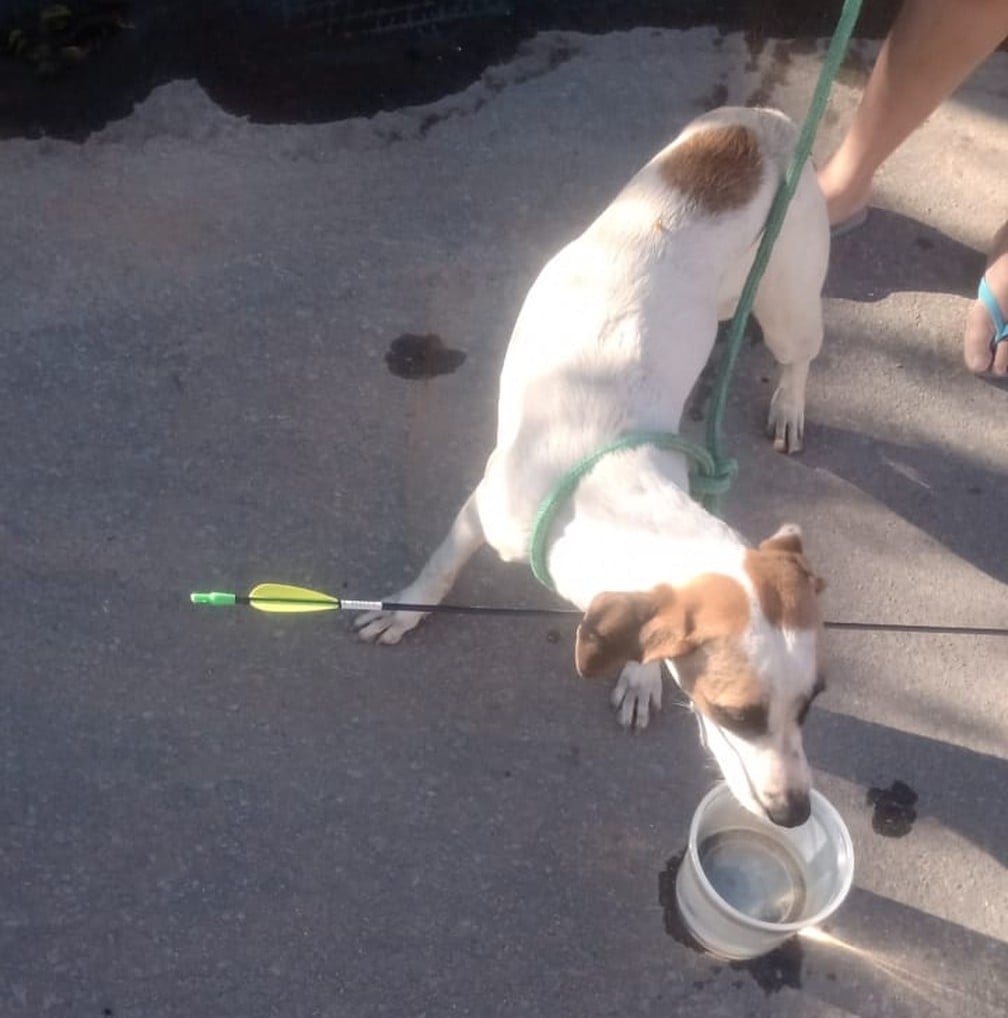 Animal foi socorrido por populares e encaminhado ao veterinário; ele passa bem