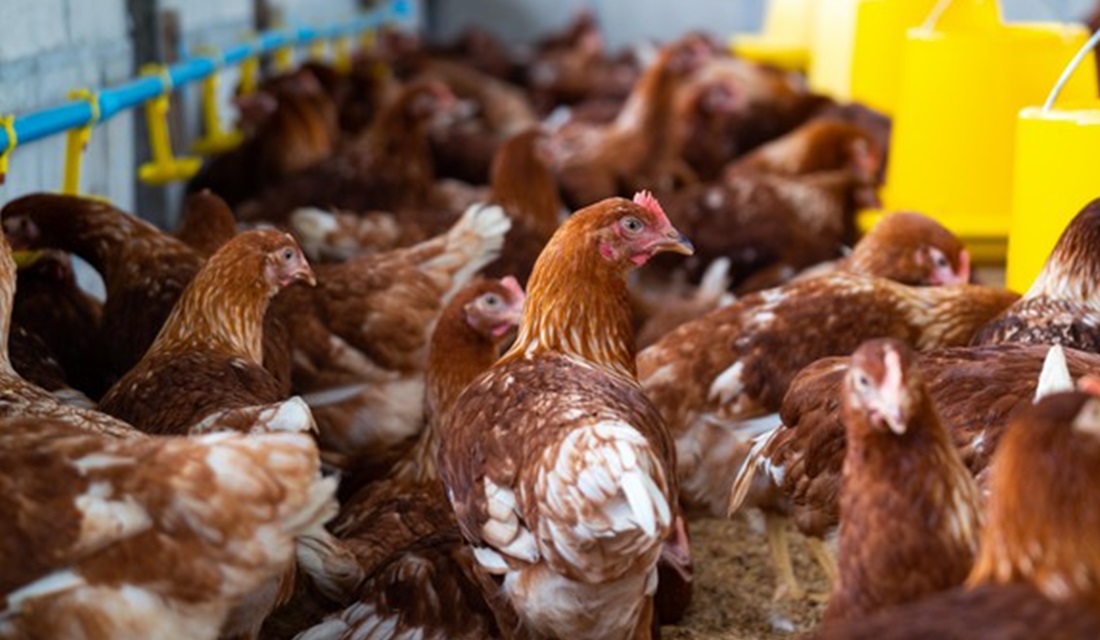 Cidade da Indonésia oferece galinhas para quem se vacinar contra a covid-19 - população