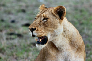 Leoa à solta em Berlim assusta moradores e leva a toque de recolher Até o momento, não há informações sobre a origem do felino