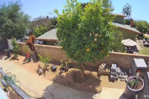 Urso agarrou o cachorro após sentir que o mesmo tira atacar os seus filhotes