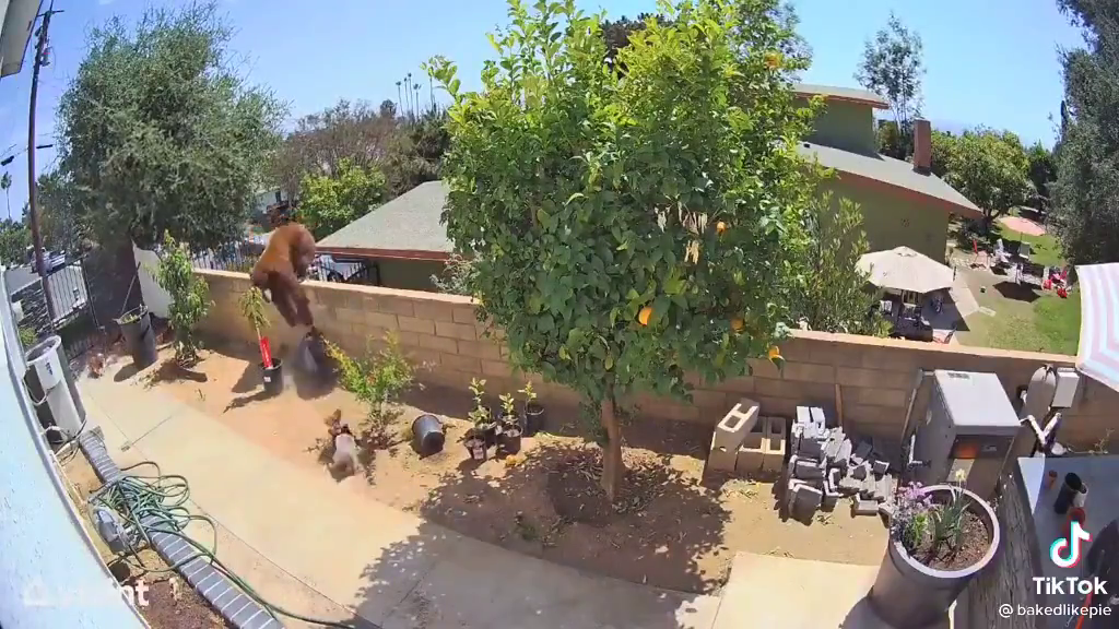 Urso agarrou o cachorro após sentir que o mesmo tira atacar os seus filhotes