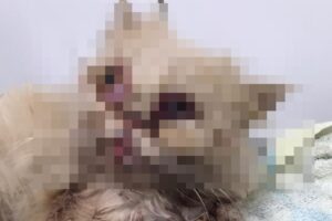 Homens tentam roubar gata, mas atropelam e deixam o animal cego em Goiânia (Foto: Reprodução/Arquivo pessoal)