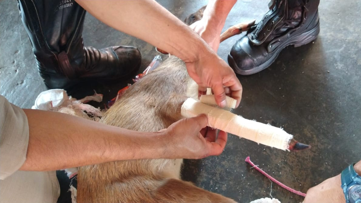 Bombeiros resgataram um veado-mateiro em Abadiânia. O animal estava com a pata dianteira esquerda quebrada, após ter sido atacado por cães