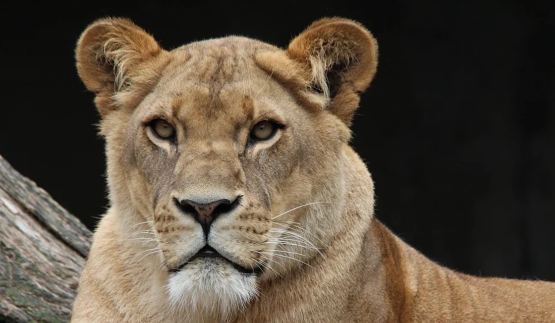 Leoa morre de covid-19 após surto do vírus em zoológico na Índia