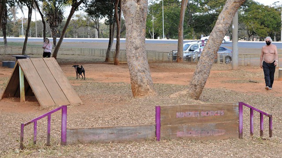 Cão brincando em pet place em Brasília