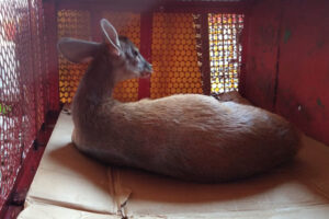 Bombeiros resgataram um veado-mateiro em Abadiânia. O animal estava com a pata dianteira esquerda quebrada, após ter sido atacado por cães