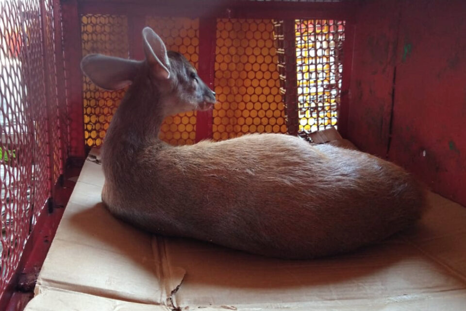 Bombeiros resgataram um veado-mateiro em Abadiânia. O animal estava com a pata dianteira esquerda quebrada, após ter sido atacado por cães