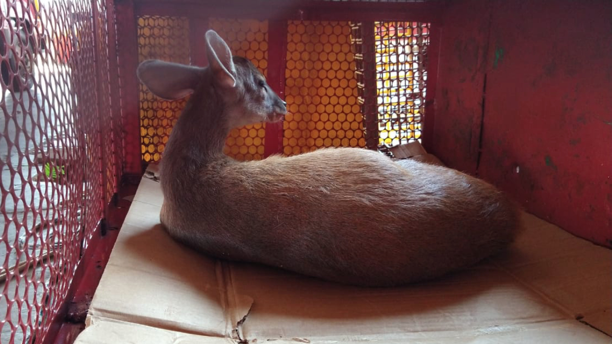 Bombeiros resgataram um veado-mateiro em Abadiânia. O animal estava com a pata dianteira esquerda quebrada, após ter sido atacado por cães