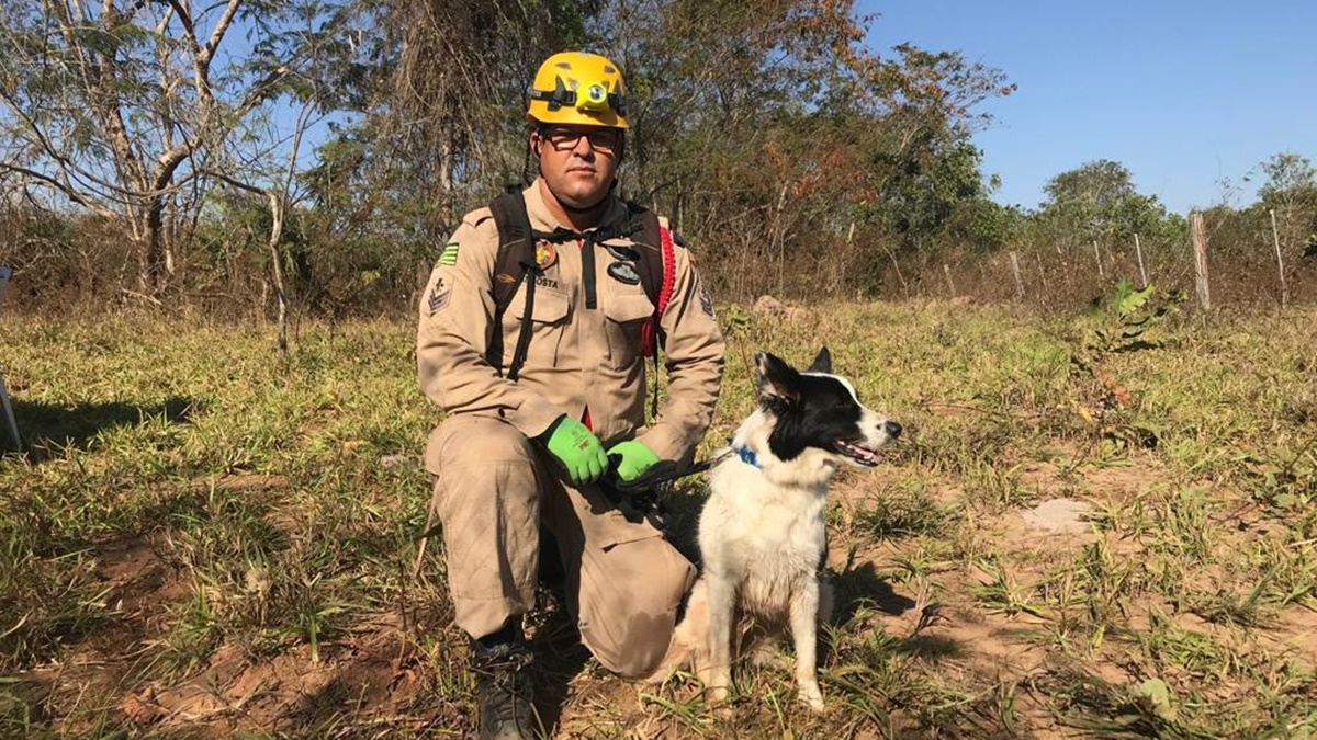 A cadela Cristal, que atuou nas buscas em Brumadinho (MG), é o novo reforço da força-tarefa que tenta capturar Lázaro Barbosa Sousa. (Foto: divulgação/Corpo de Bombeiros)