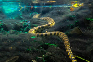 Segundo o guia Luiz Eduardo Gonçalves, as gravações ocorreram em uma distância segura para os visitantes quanto para o animall