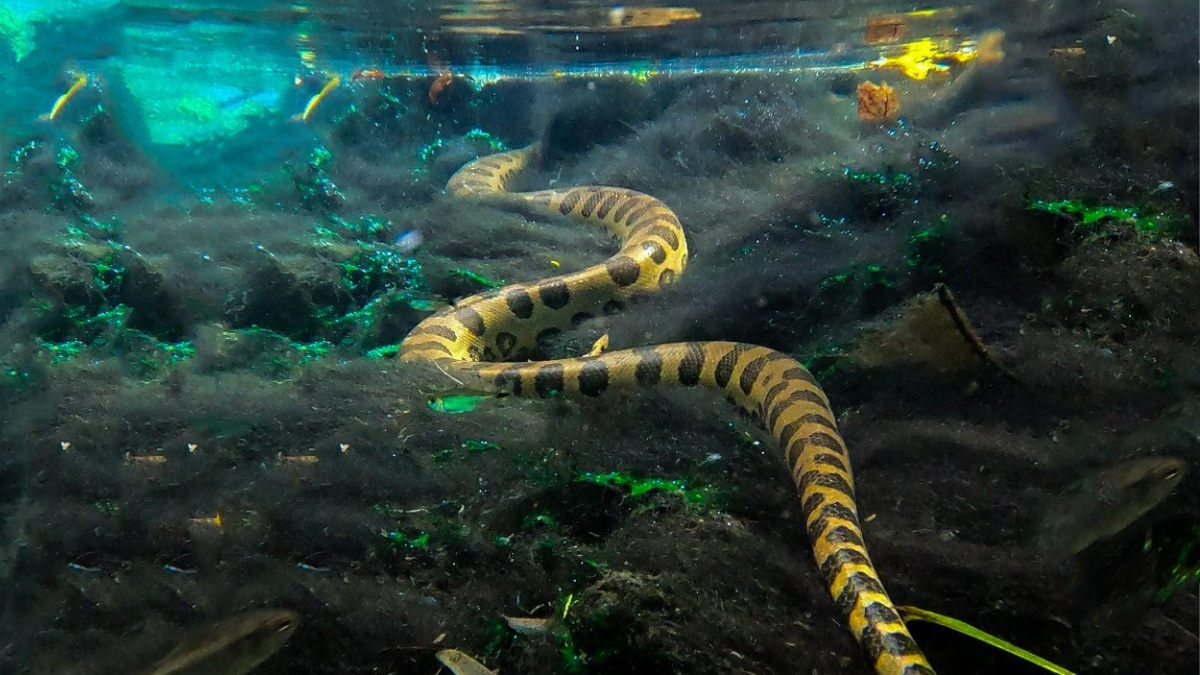 Segundo o guia Luiz Eduardo Gonçalves, as gravações ocorreram em uma distância segura para os visitantes quanto para o animall