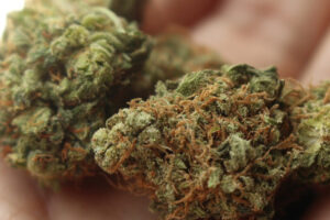 Polícia prende suspeitos de tráfico e apreende 25 kg de maconha em Aparecida