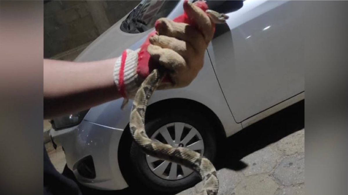 Cobra jararaca é encontrada em parque infantil de praça em Mozarlândia