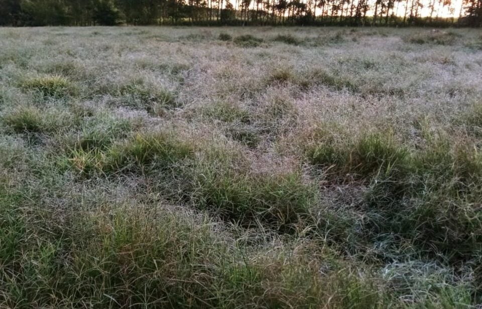 frio-jatai-2 (1)