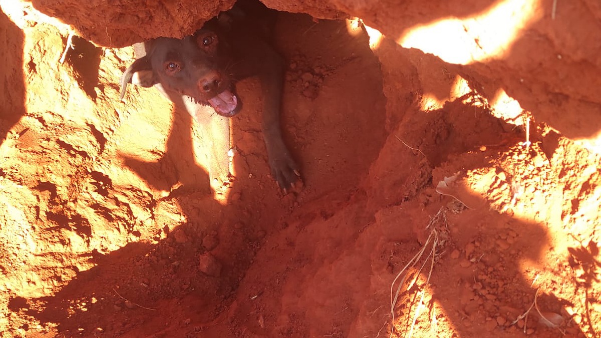 Bombeiros resgatam cachorro e filhotes soterrados em buraco em Caldas Novas