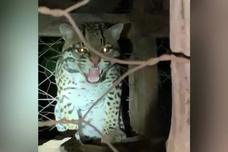 Filhote de jaguatirica invade galinheiro em busca de comida em fazenda em Guaraíta