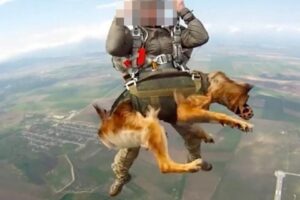 Exército de Putin treina cães paraquedistas e faz saltos de 4 mil metros