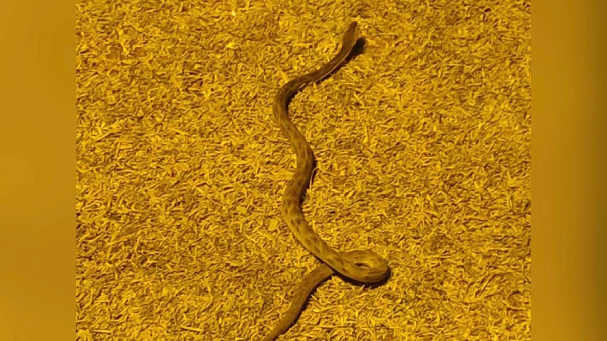 Cobra jararaca é encontrada em parque infantil de praça em Mozarlândia