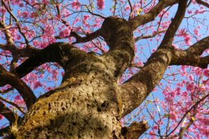 Arborização de calçadas pode dar 5% de desconto no IPTU, em Aparecida (Foto: Fernando Urbano)