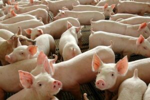 Novos surtos foram detectados no Norte e Nordeste da China neste ano