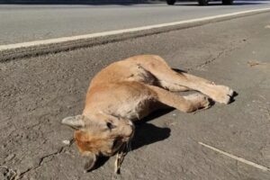 Onça suçuarana é encontrada morta na BR-060, em Goiânia