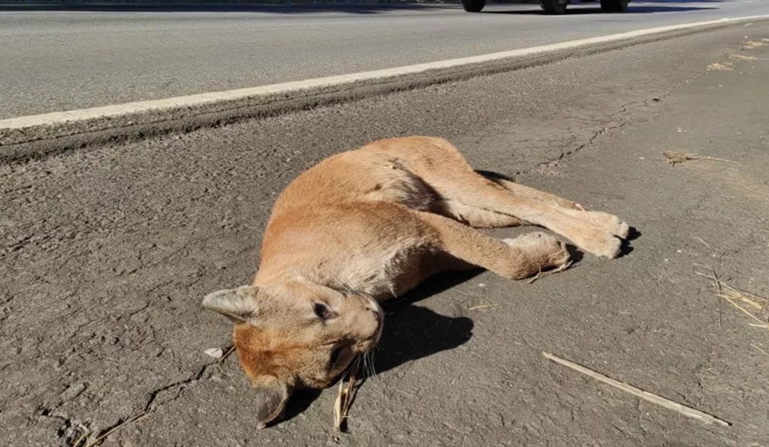 Onça suçuarana é encontrada morta na BR-060, em Goiânia