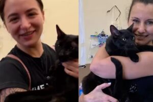 Família reencontra gato que estava desaparecido após prédio desabar nos EUA