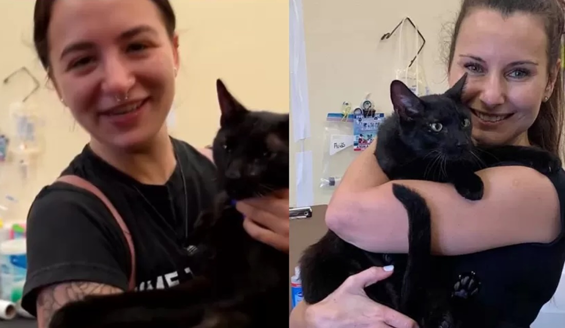 Família reencontra gato que estava desaparecido após prédio desabar nos EUA