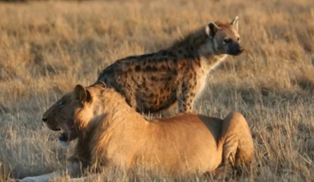 Parasita 'controlador de mentes' faz hienas se arriscarem contra leões