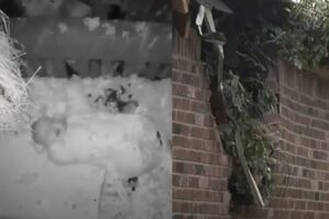 Árvore cai em quarto de bebê de 5 meses, nos EUA; vídeo