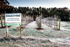 Previsão aponta risco de geada nesta semana, o que preocupa setor agrícola