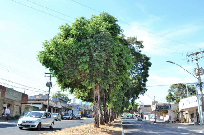 Jamelões serão retirados por equipe da Comurg (Foto: Prefeitura)