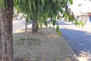 Jamelões no canteiro central da W5 em Aparecida