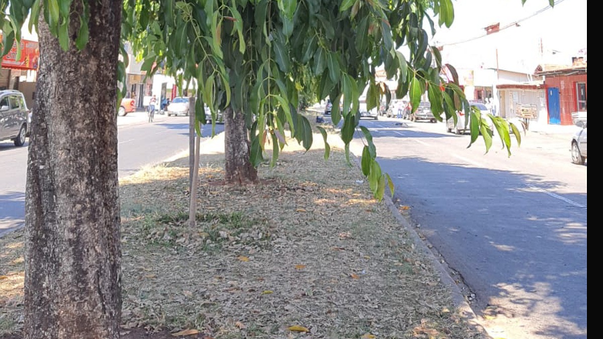 Jamelões no canteiro central da W5 em Aparecida
