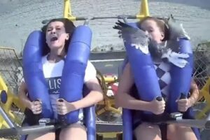 Garota é 'atingida' por gaivota em brinquedo de parque dos EUA; vídeo