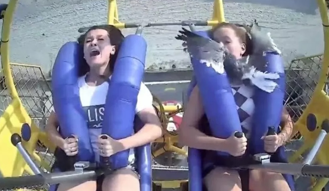 Garota é 'atingida' por gaivota em brinquedo de parque dos EUA; vídeo