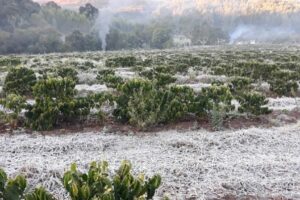 O frio registrado em Goiás nesta semana pode causar aumento de preços de hortaliças, frutas e café nas cidades goianas. (Foto ilustrativa: reprodução/Cidades do Café)