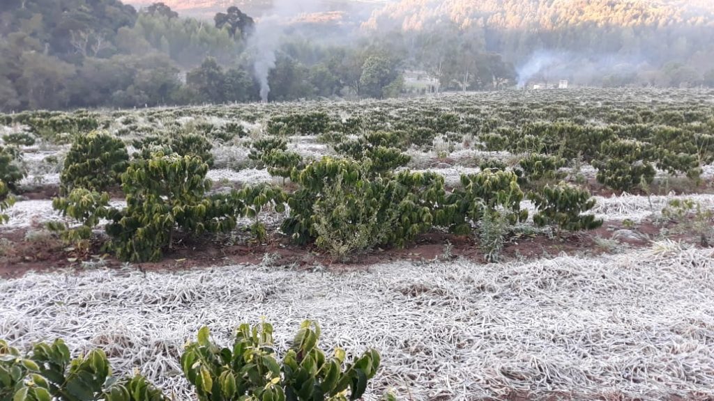 O frio registrado em Goiás nesta semana pode causar aumento de preços de hortaliças, frutas e café nas cidades goianas. (Foto ilustrativa: reprodução/Cidades do Café)