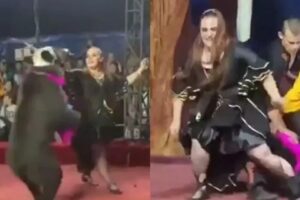 Urso ataca domadora 3 vezes em circo russo, mas apresentação continua; veja
