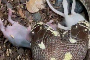 Cobra de duas cabeças engole dois ratos ao mesmo tempo; vídeo