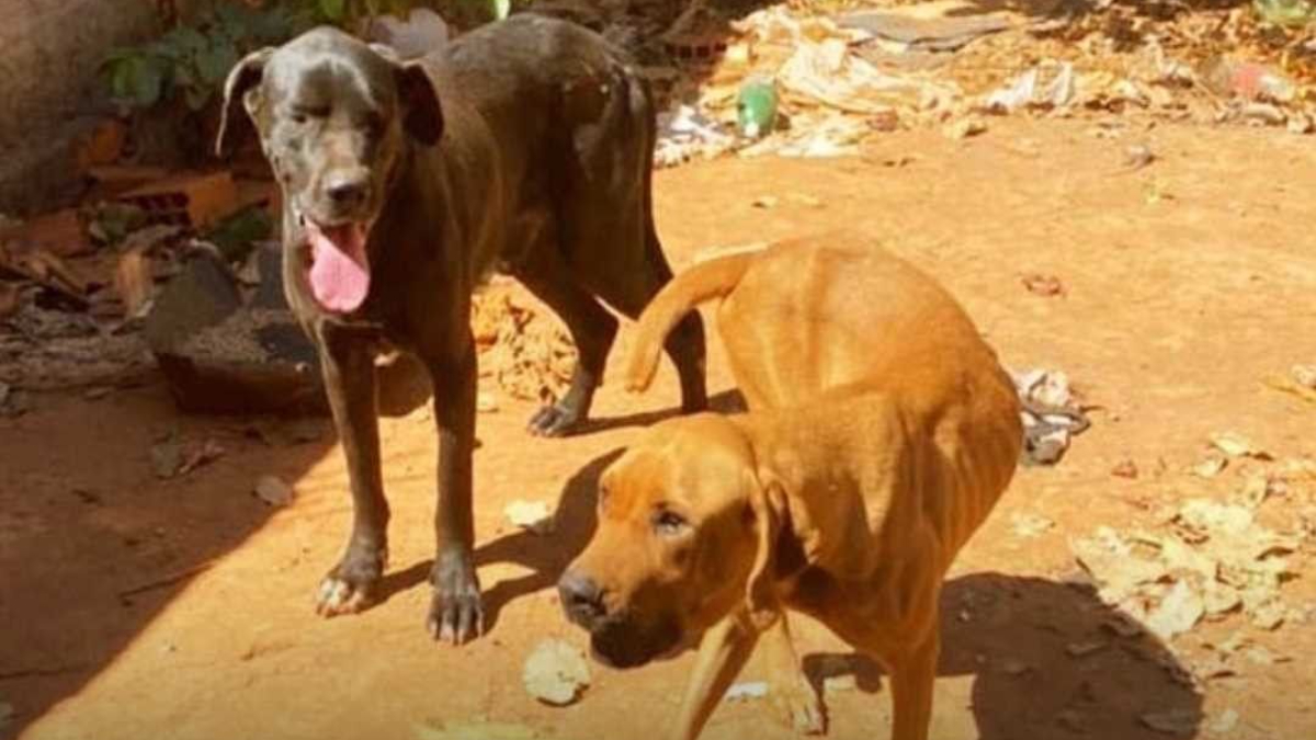 Homem é preso suspeito de abandonar dois cães há mais de 1 ano em Formosa