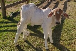 Bezerra nasce com seis patas e dois quadris no RJ