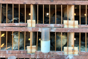 Polícia apreende 122 pássaros silvestres em Porangatu