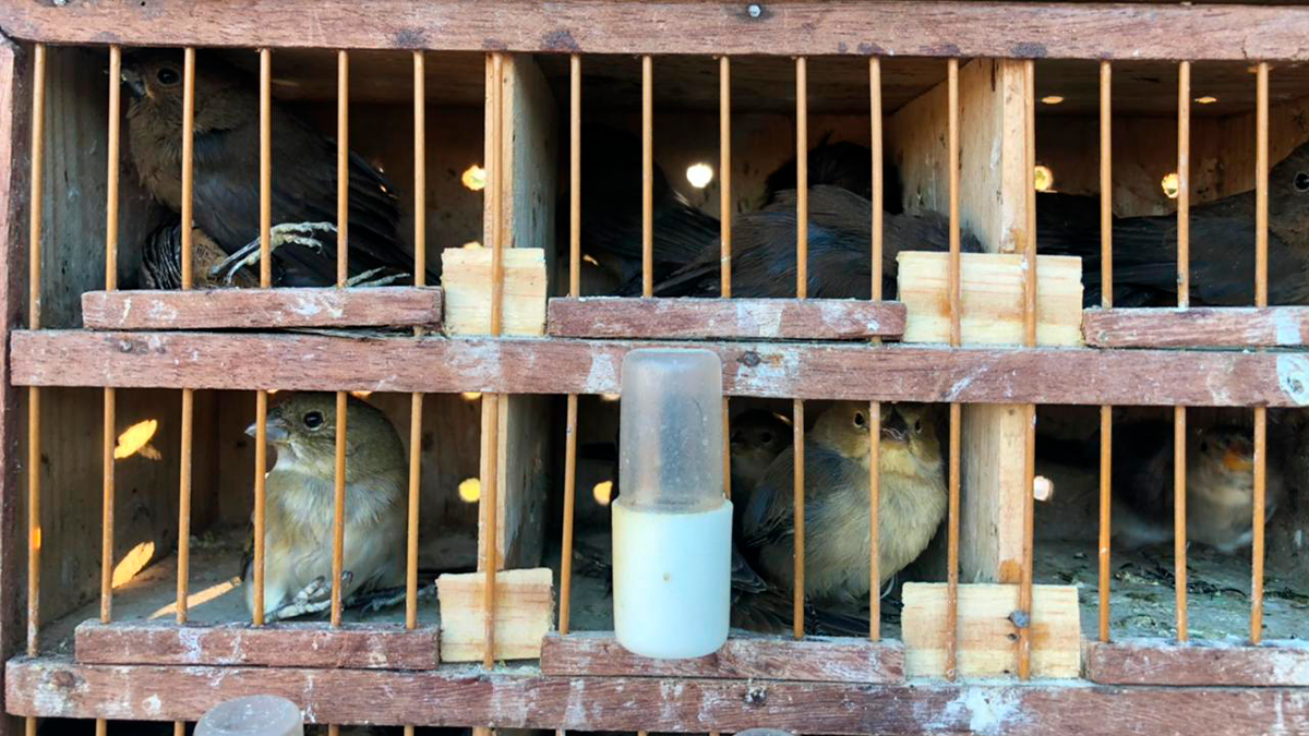 Polícia apreende 122 pássaros silvestres em Porangatu