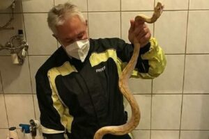 Píton foge para casa vizinha, vai parar no vaso sanitário e pica idoso na Áustria