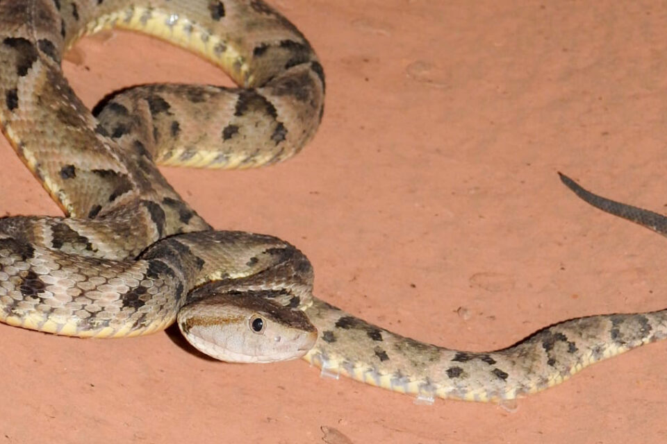 Cobra jararaca é encontrada em parque infantil de praça em Mozarlândia