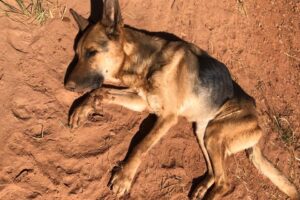 Operação prende suspeito de maus-tratos contra 11 animais, em Goiânia