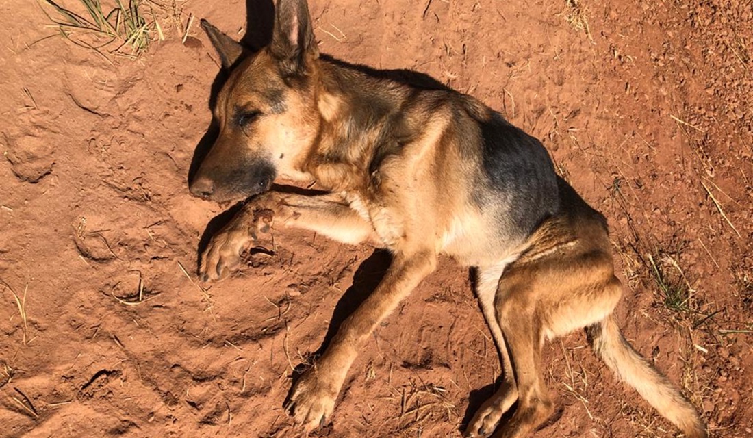 Operação prende suspeito de maus-tratos contra 11 animais, em Goiânia
