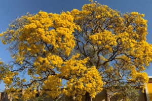 Goiânia faz relatório para tombar Ipê mais antigo da cidade, no Centro